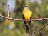 Tropical Kingbird (Tropische Koningstiran) - Choroni