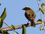 Social Flycatcher (Roodkruintiran) - Mochima