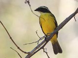 Social Flycatcher (Roodkruintiran) - Mochima