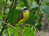 Rusty-margined Flycatcher (Roestvleugeltiran)