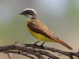 Rusty-margined Flycatcher (Roestvleugeltiran) - Mochima