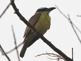 Boat-billed Flycatcher (Bootsnaveltiran) - Ciudad Bolivar