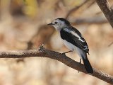 Pied Water-Tyrant (Bonte Watertiran) - Los Llanos