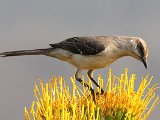 Tropical Mockingbird (Tropische Spotlijster) - Choroni