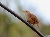 Housewren (Huiswinterkoning) - Choroni