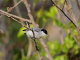 Tropical Gnatcatcher (Amazonemuggenvanger) - Choroni