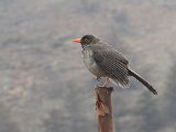 Great Thrush (Reuzenlijster) - Merida