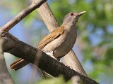 Pale-breasted Thrush (Vaalborstlijster) - Ciudad Bolivar