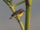 Bananaquit (Suikerdiefje) - Choroni