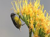 Bananaquit (Suikerdiefje) - Choroni