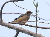 Burnished-buff Tanager (Sabeltangare) - Ciudad Bolivar