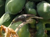 Palm Tanager (Palmtangare) - Canaima