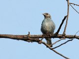 Grey-headed Tanager (Amazonetangare) - Choroni