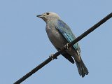 Blue-grey Tanager (Bisschopstangare) - Choroni