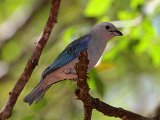 Blue-grey Tanager (Bisschopstangare) - Canaima