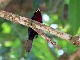 Silver-beaked Tanager (Fluweeltangare) - Canaima