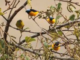 Golden-rumped Euphonia (Goudstuitorganist) - Los Nevados