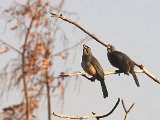 Greyish Saltator (Grijze Saltator) - Ciudad Bolivar