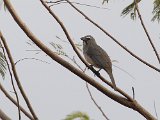 Greyish Saltator (Grijze Saltator) - Ciudad Bolivar