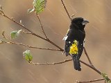 Black-backed Grosbeak (Zwartrugkardinaal) - Los Nevados