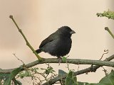 Black-faced Grassquit (Maskergrondvink) - Caripe