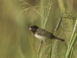 Yellow-bellied Seedeater (Geelbuikdikbekje) - Caripe