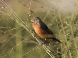 Ruddy-breasted Seedeater (Dwergdikbekje) - Caripe