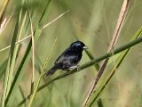 Blue-black Grassquit (Jacarinagors) - Caripe