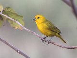 Saffron Finch (Gewone Saffraangors)