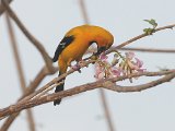 Yellow Oriole (Gele Troepiaal) - Los Llanos