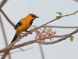 Yellow Oriole (Gele Troepiaal) - Los Llanos