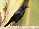 Carib Grackle (Caribische Troepiaal) - Choroni