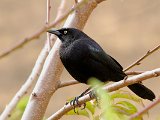 Carib Grackle (Caribische Troepiaal) - Los Nevados