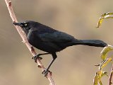 Carib Grackle (Caribische Troepiaal) - Los Nevados