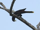 Crested Oropendola (Kuiforopendola) - Henri Pittier N.P.