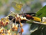 Crested Oropendola (Kuiforopendola)