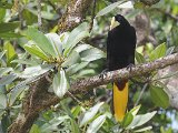 Crested Oropendola (Kuiforopendola)