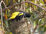 Yellow-rumped Cacique (Geelstuitbuidelspreeuw) - Orinoco delta