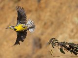 Eastern Meadowlark (Witkaakweidespreeuw) - Los Nevados