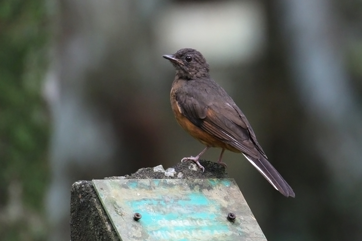 Western Africa 2019 - Birds