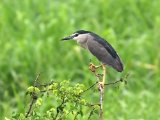 10-11-2019, Ivory Coast - Black-crowned Nightheron (Kwak)