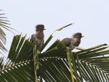 10-11-2019, Ivory Coast - Western Plantain-eater (Grijze bananeneter)