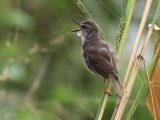 10-11-2019, Ivory Coast - Singing Cisticola (Witbrauwgraszanger)