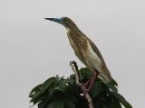 10-11-2019, Ivory Coast - Squacco Heron (Ralreiger)