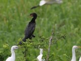 10-11-2019, Ivory Coast - Long-tailed Cormorant (Afrikaanse dwergaalscholver)