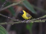 10-11-2019, Ivory Coast - Slender-billed Weaver (Dunbekwever)