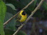 10-11-2019, Ivory Coast -  Slender-billed Weaver (Dunbekwever)