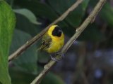 10-11-2019, Ivory Coast -  Slender-billed Weaver (Dunbekwever)