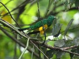 10-11-2019, Ivory Coast - African Emerald Cuckoo (Smaragdkoekoek)