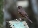 10-11-2019, Ivory Coast - White-tailed Ant-Thrush (Witstaartlijster)